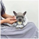 오독안심분양센터 강아지분양 고양이분양 인천점 이미지