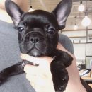 아이러브독 강아지분양 부천점 이미지