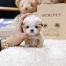 미니펫 강아지분양 고양이분양 강남점 이미지