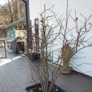 미라실로 이미지