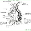 한국춘란 취미생활과 침체기(沈滯期)의 번식관리/09(한번기129) 이미지