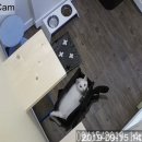 묘랑나랑 이미지