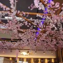 다우리참치 이미지