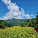 우산마을 앞 주차장 | 태백 구와우마을 태백 해바라기축제 개화상황 축제장 먹거리 주차 입장료(25.08.08)