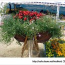 꽃사세요 꽃 이미지