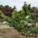 회성농장 이미지