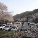 (마감)4.14(토)/진안 마이산(馬耳山) 벚꽃길 탐방 & 전주 한옥마을 신청하세요~~ 이미지