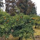 늘코삿 | 제주 서귀포 게스트하우스 숙박깔끔한 늘코삿에서!