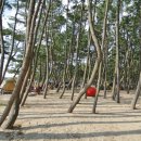 몽산포 송림 이미지