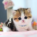 캣프렌즈 이미지