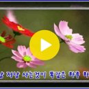 남자의인생 -노래-임영웅(원곡:나훈아) 이미지