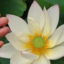 영월 보덕사 목조아미타삼존불좌상 이미지