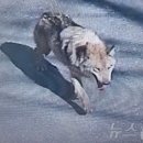 도도독A 이미지