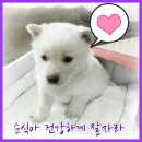순식농장 Daum카페