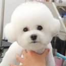 트리밍매직