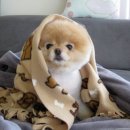 귀여운 강아지 이미지