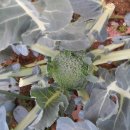 낙수농장 이미지