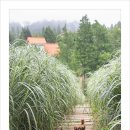 팜카밀레 이미지