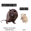 수레바퀴 이미지