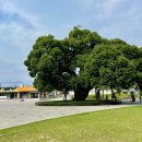 성밖숲정보센터 | 경북 성주 가볼만한 곳 ‘성밖숲’ 산책, 피크닉, 킥보드타기 좋은 곳(+ 주차정보)