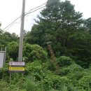 제주 도순리 녹나무 자생지 이미지