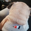 몽실이고기 이미지