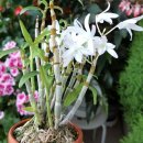 석곡농장 이미지