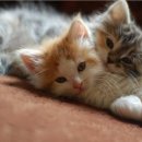 뽀시래기 이미지