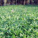 “울릉 명이, 이러다가 씨 마를라” 이미지