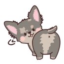 까비애견 이미지