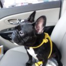 도그파우 이미지