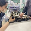 수원화성오산축협 티엠알 | 호매실동물병원 고양이 구토, 거품까지 물고 있을 때 제일 먼저 확인해야할 일