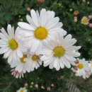 몸살리는 국선도 이미지