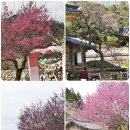 광양농협 앞 버스정류장 | 전남 광양 구례 가볼만한곳 봄꽃축제 포함 best