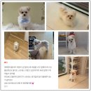 배넷 | 인천 애견미용 말티폼 배넷 첫 전체가위컷 후기 귀여운 믹스견 아기 강아지