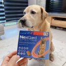 도래약국 이미지