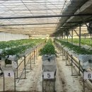 월롱농장 이미지