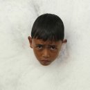 The heartwood 이미지