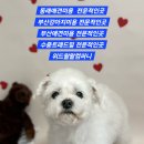 위드왈왈 이미지