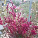 맨드라미농장 이미지