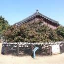 서천 마량리 동백나무 숲 이미지