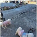 묘한인생 | 황남동사주 경주에서 만난 인생 나침반, 묘한사주타로 후기