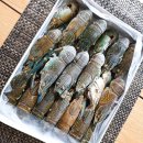 참치랑가재랑 이미지