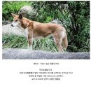 더 도그맘 이미지