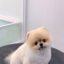 헤이버디 이미지