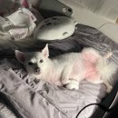 오달동이