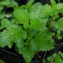 씨드샐러드(SEED SALAD) 이미지