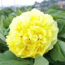 목단농장 이미지