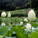 도새울마을 이미지