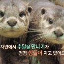 해달